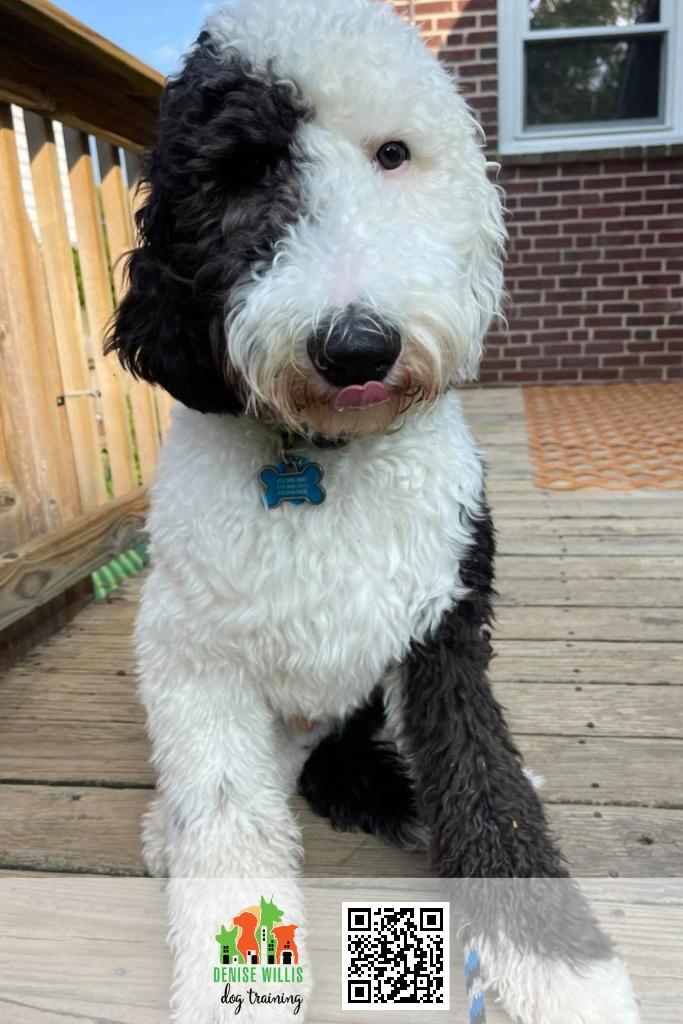 Expert Dog Trainer Local to Baltimore MD