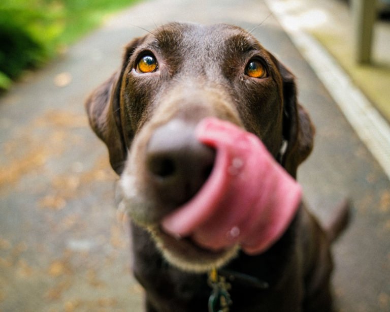 How to Pick a Dog Trainer in Maryland in 2023