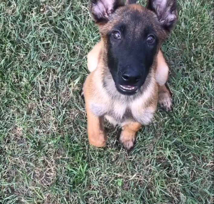 Kibble’s Training Begins