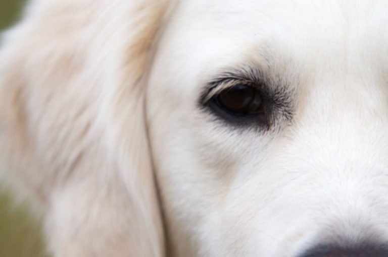 Why Dog Train?
