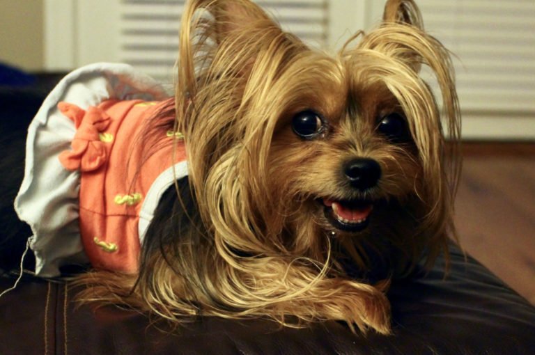 Safer Home Environment for Dog and Family