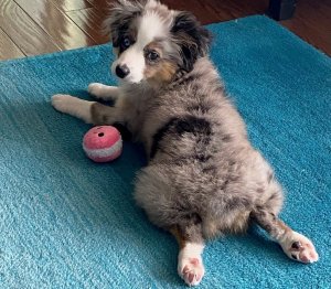 Choosing the puppy that’s right for YOU