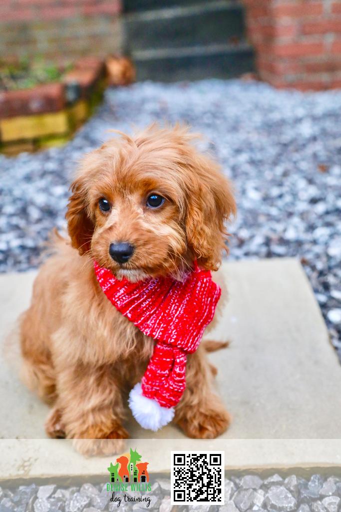 Top 5 Tips for Finding the Right Puppy for Your Home