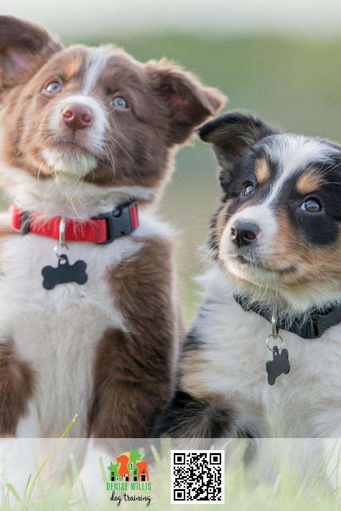 DW Dog Training Offers Tips for Finding the Right Puppy for Your Home
