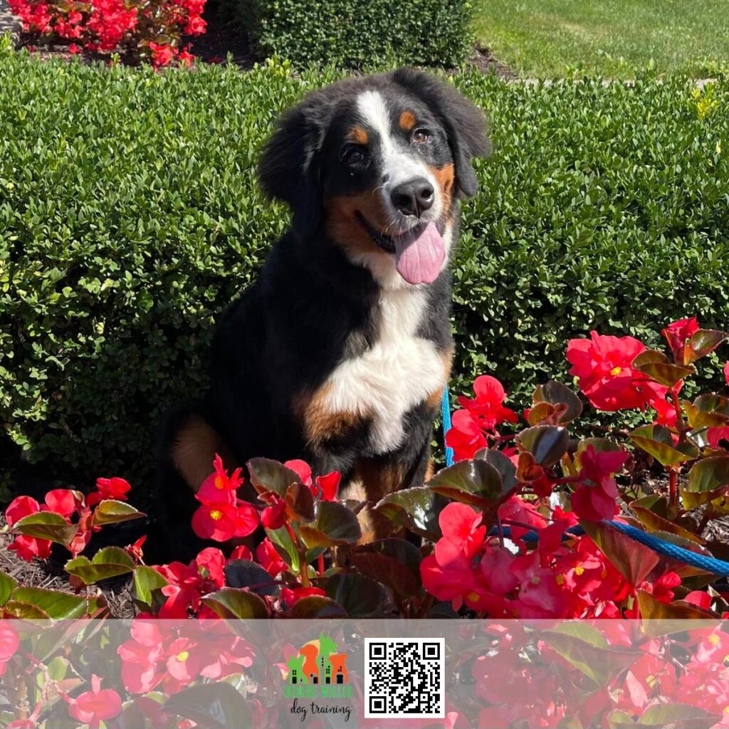 Top Rated Dog Trainer Near Me in Baltimore