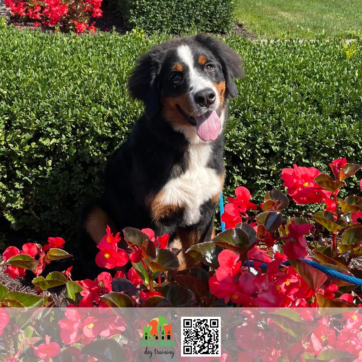 Top Rated Dog Trainer Near Me in Baltimore