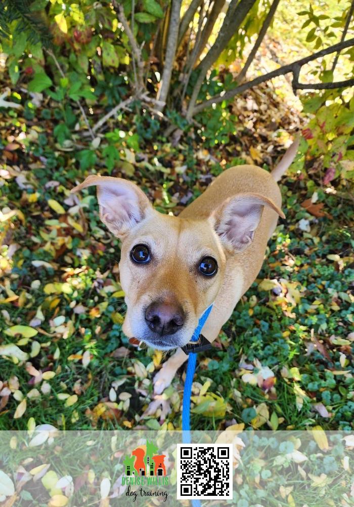 Top Rated Dog Training Services Near Me