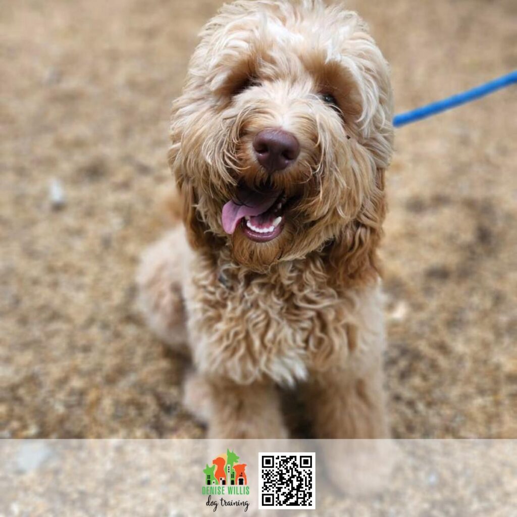 Best Dog Trainer Nearby in MD