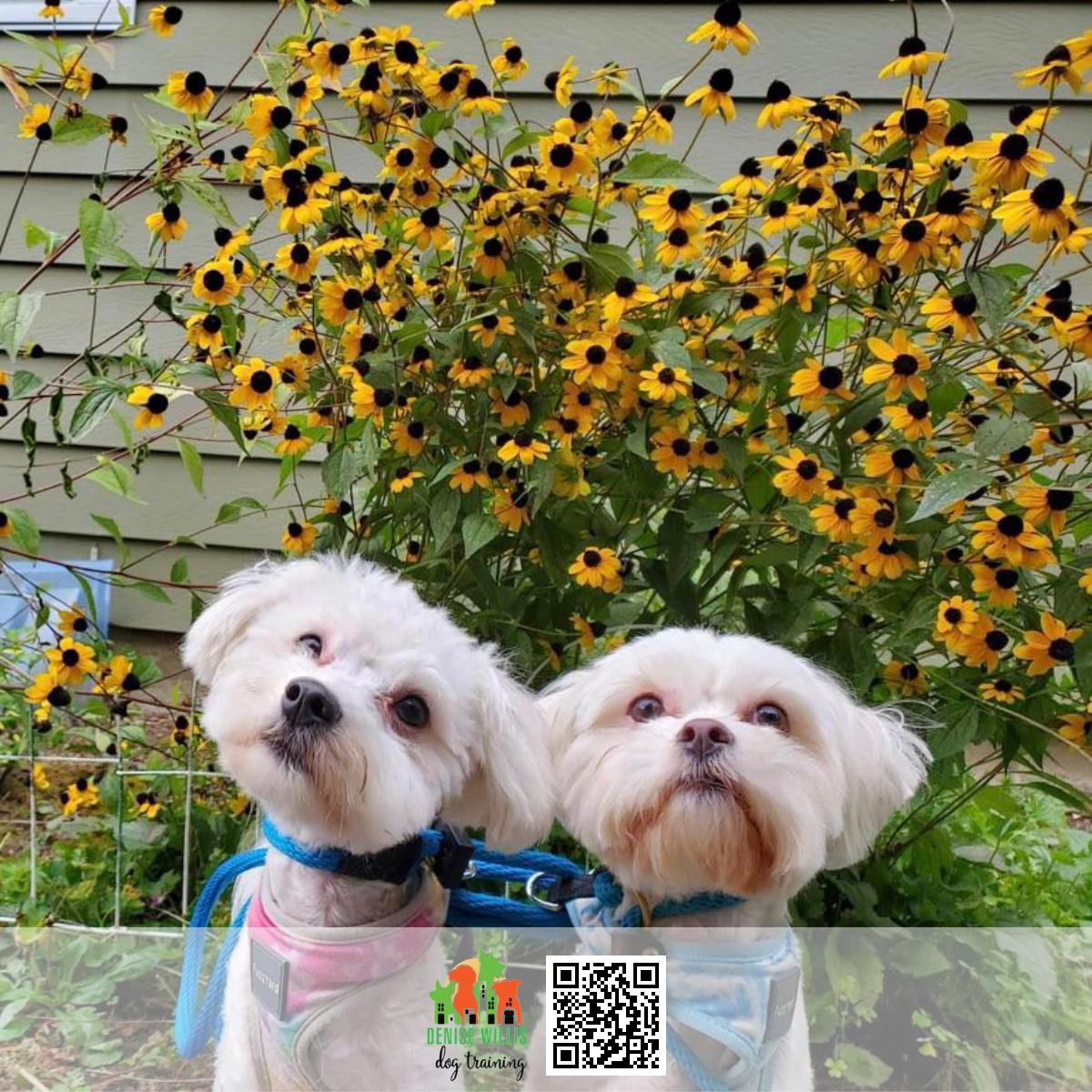 Best Dog Trainer Nearby in Baltimore