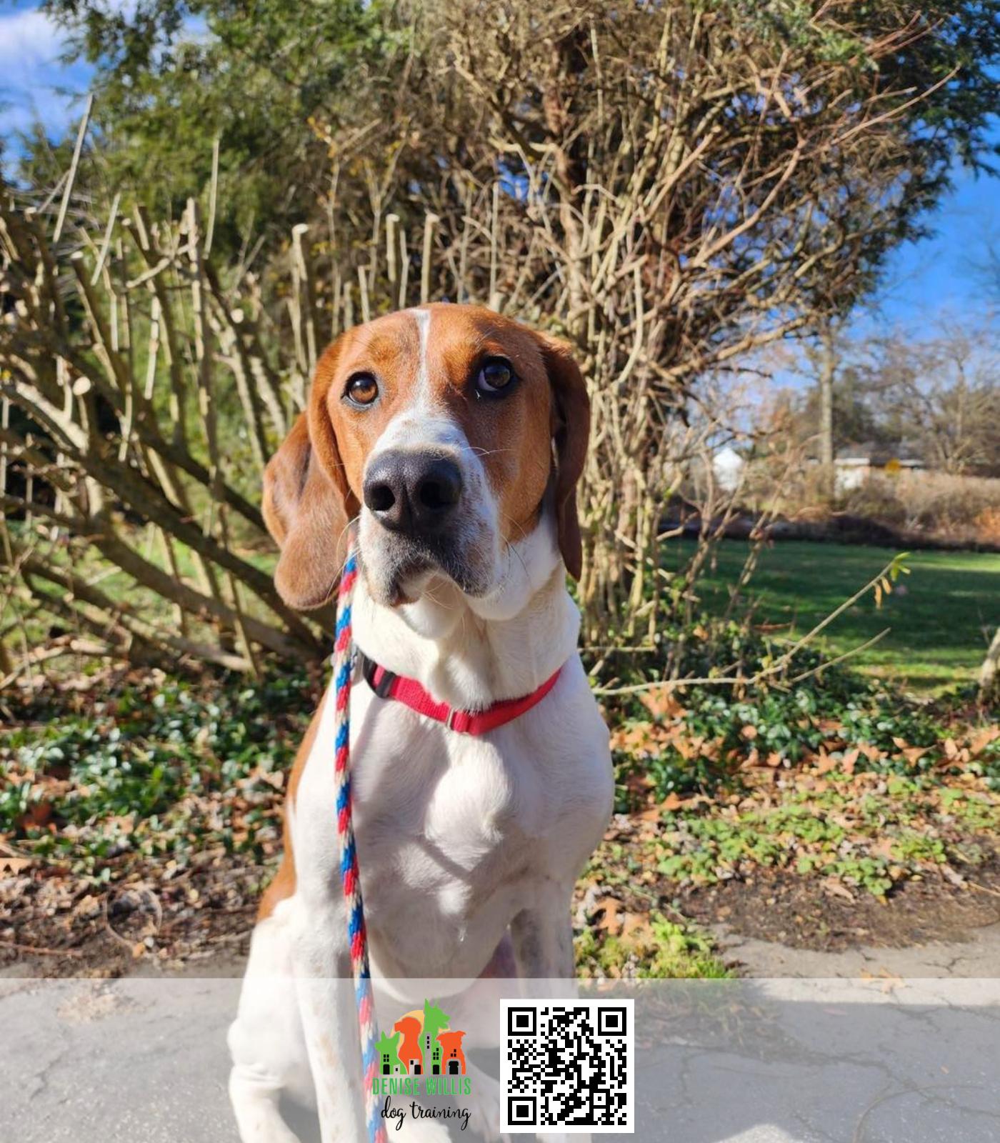 Best Dog Trainer in Baltimore MD