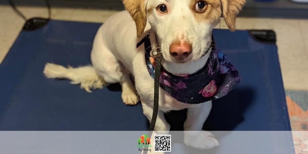 Expert Dog Training Services Near Me in Baltimore MD