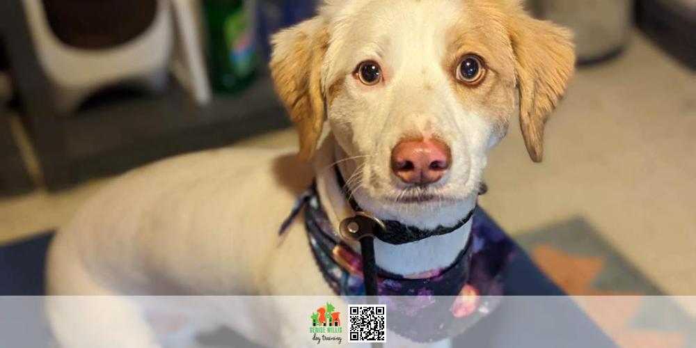 Best Dog Training Company Near Me in Baltimore