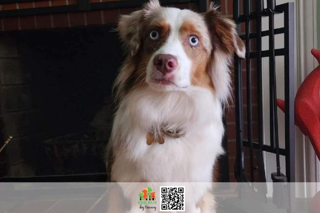 Best e-collar dog trainer near me
