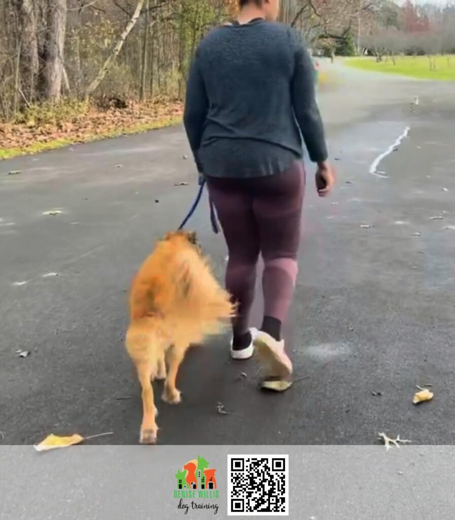 Top rated Reactivity Dog Trainer Near Me