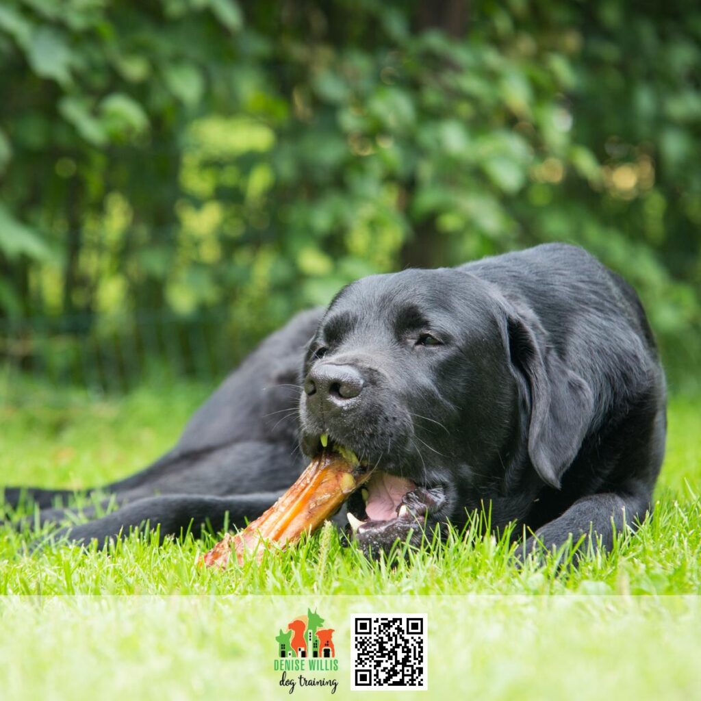 Experienced Dog Trainer for Resource Guarding Issues