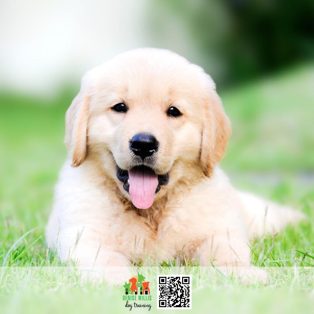 Expert Puppy Trainers in Baltimore
