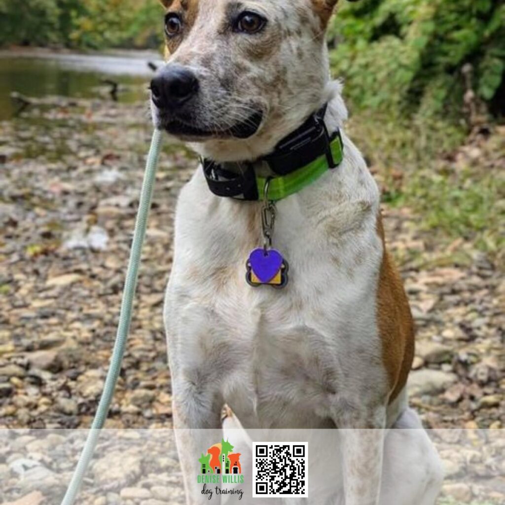 Quality Dog Training in Baltimore for Dog Owners Who Need Help