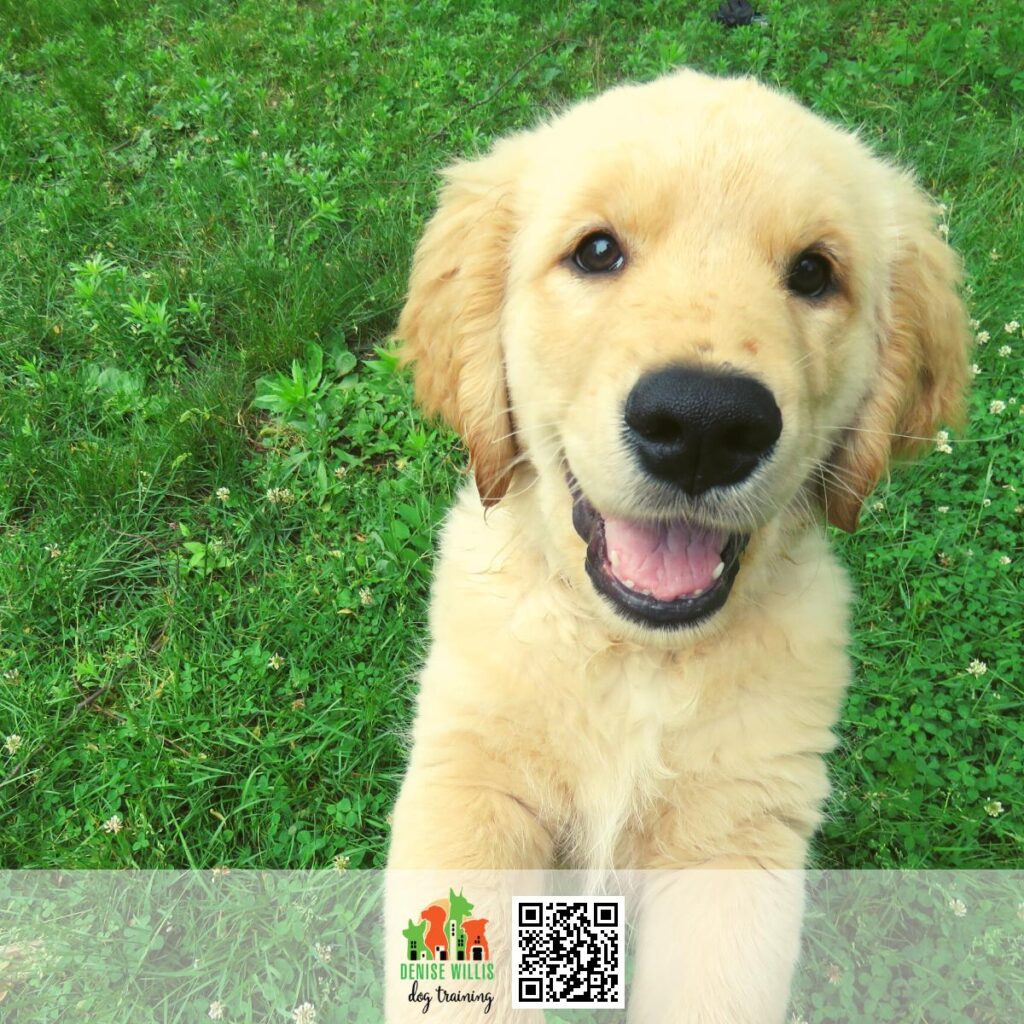 Best Puppy Trainer Near Me in Baltimore MD