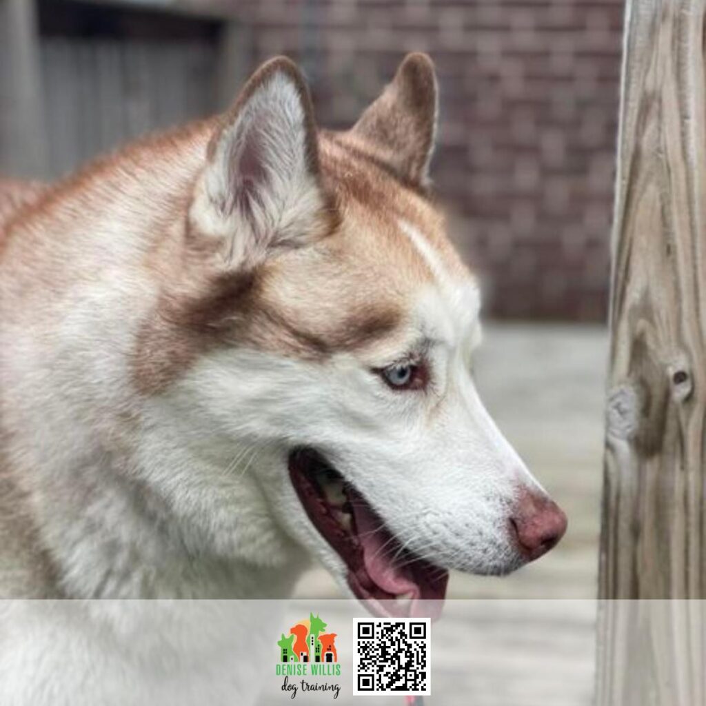 Best Dog Training to Combat Anxious and Nervous Dogs Near Me