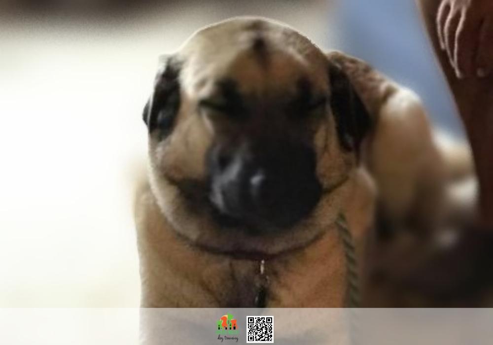 Experienced Dog Trainer for Behavior Issues Near Me