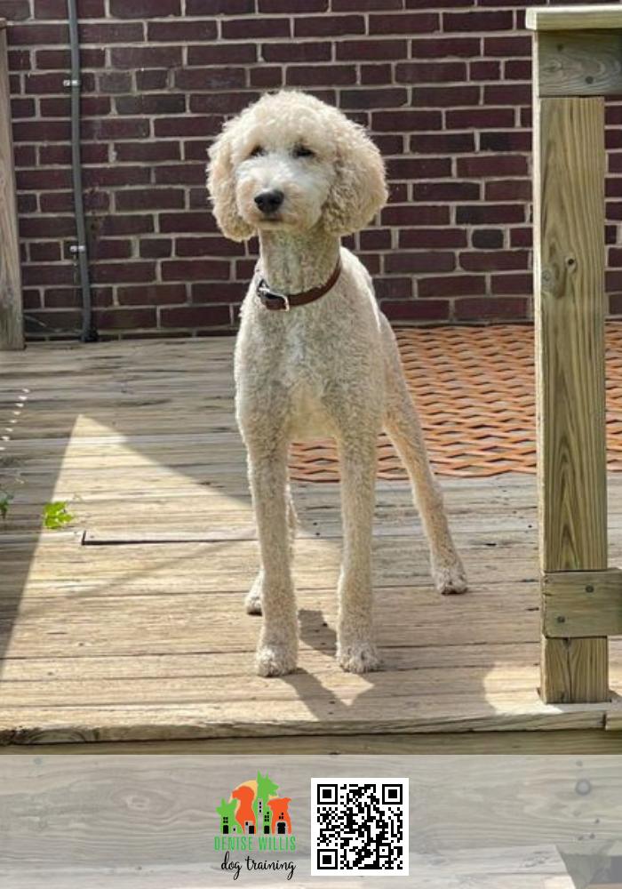 Best Baltimore Dog Training
