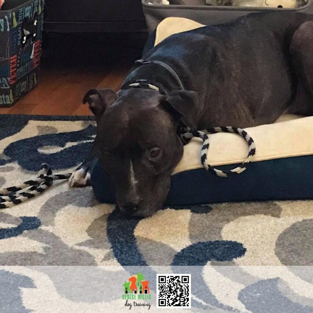 Top Rated Headstart Training for Puppies Near Me