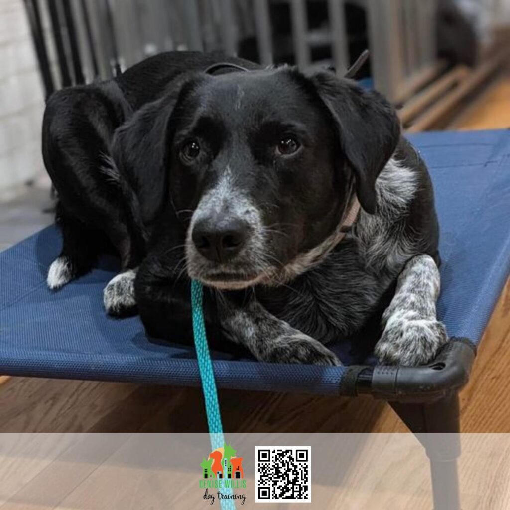 Affordable Kick Start Dog Training near Me