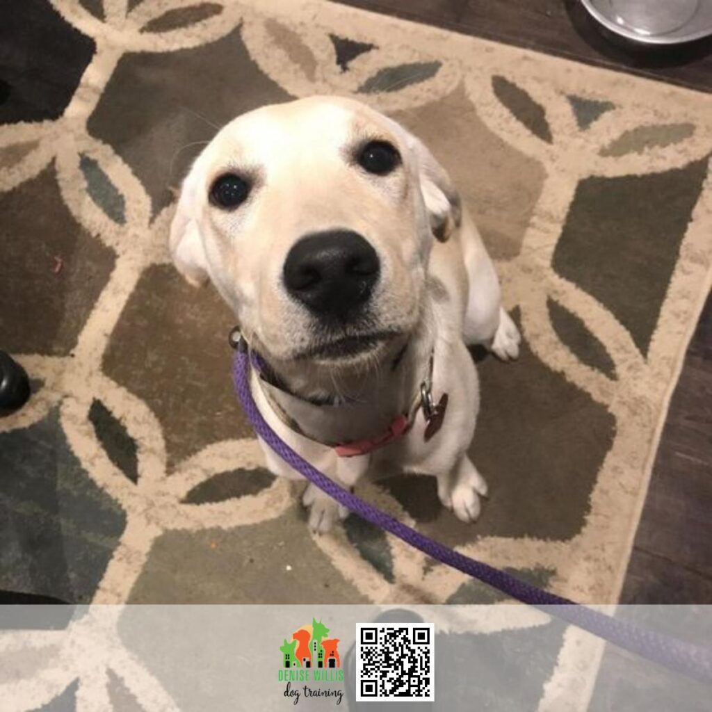 Best Private Home Dog Training Near Me