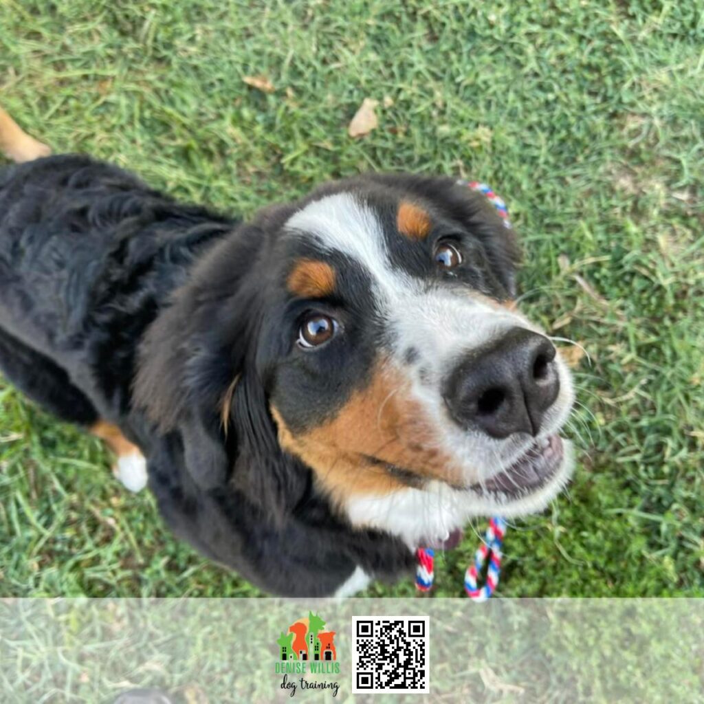 Service Dog Solutions Near Me in MD