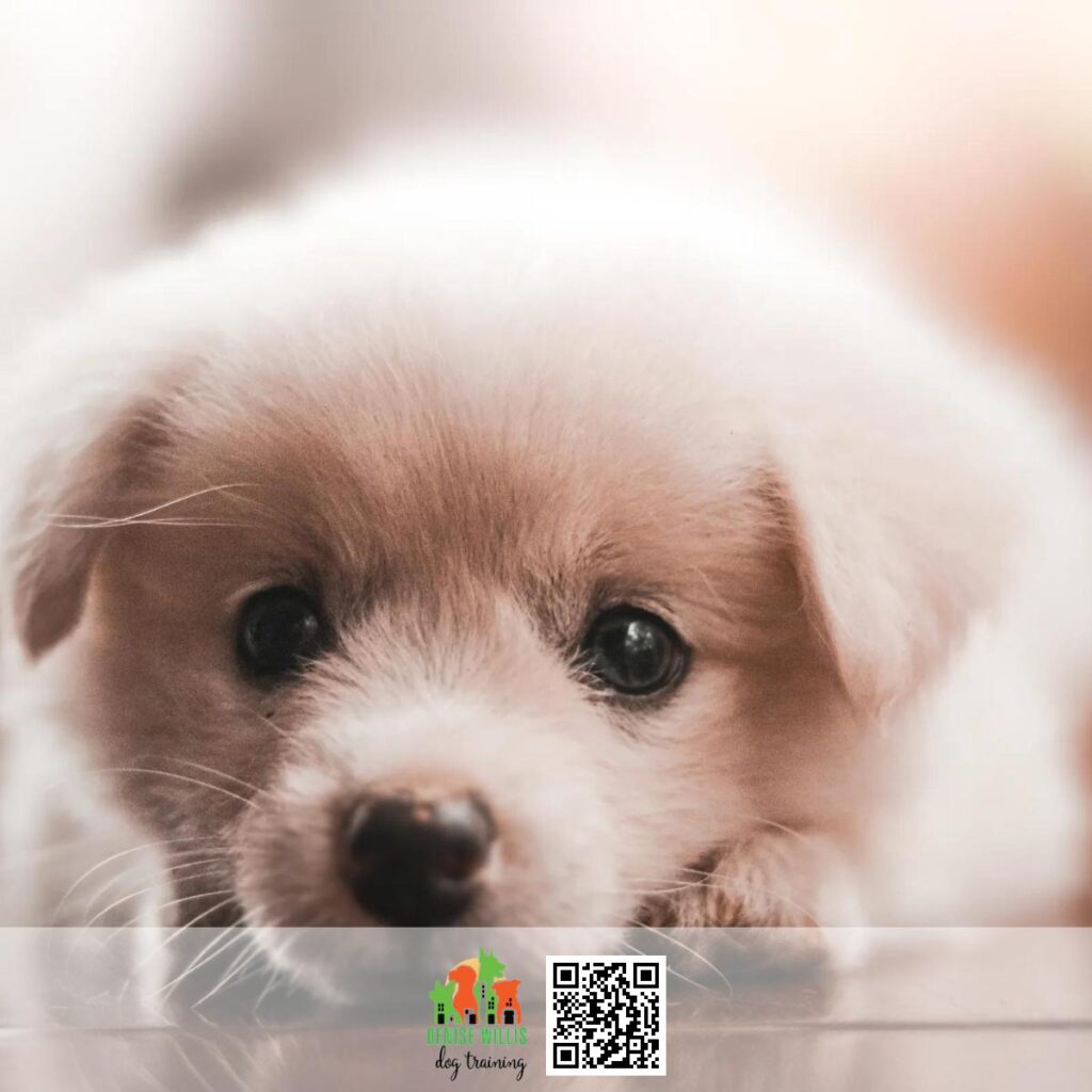 Professional Puppy Training Company Near By in Baltimore