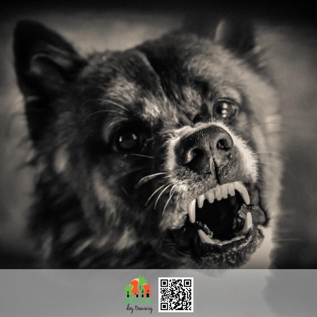 Top Rated Dog Trainer to Help With Aggressive Dogs