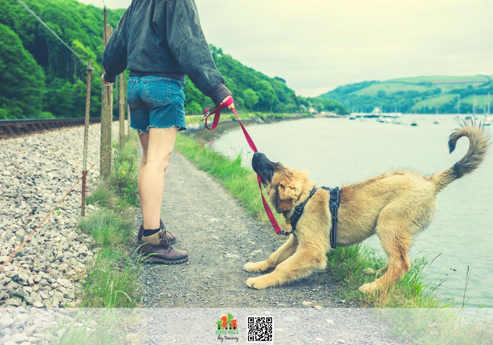 Affordable Leash Reactivity Dog Trainer Near Me