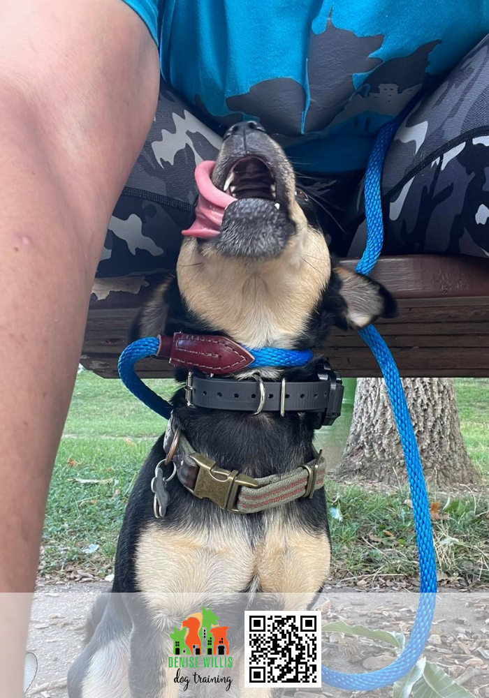 Expert Dog Training Services Near Me