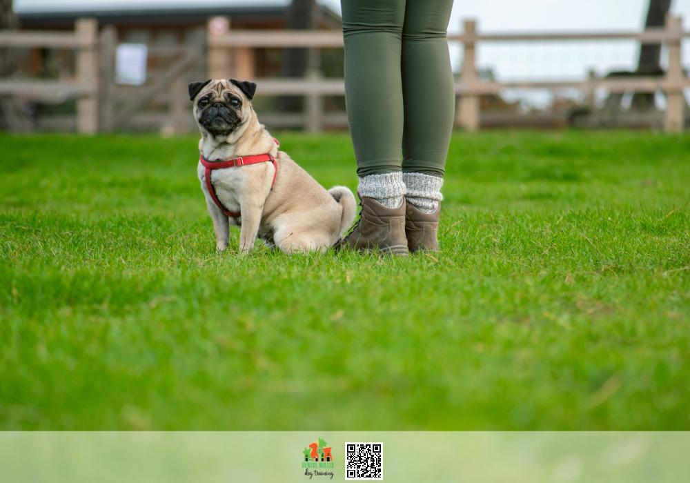 Top Dog Training Services Near Me