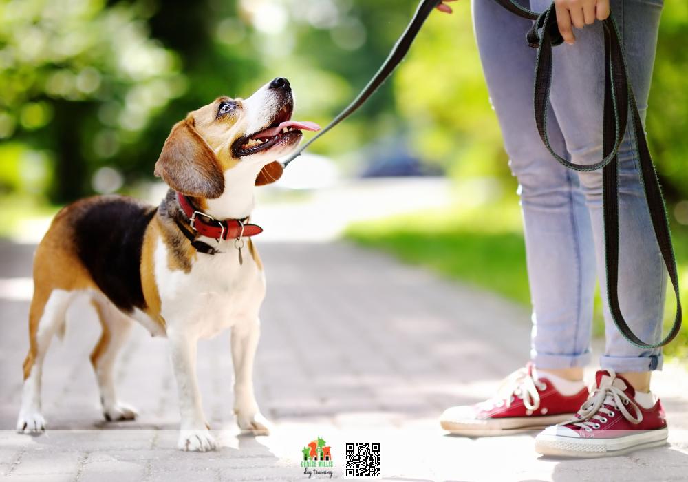 Quality Dog Training  Services Near Me