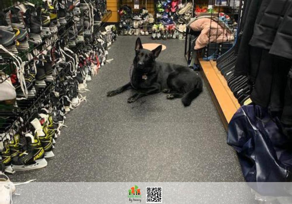 Skilled Dog Training Professionals Near Me
