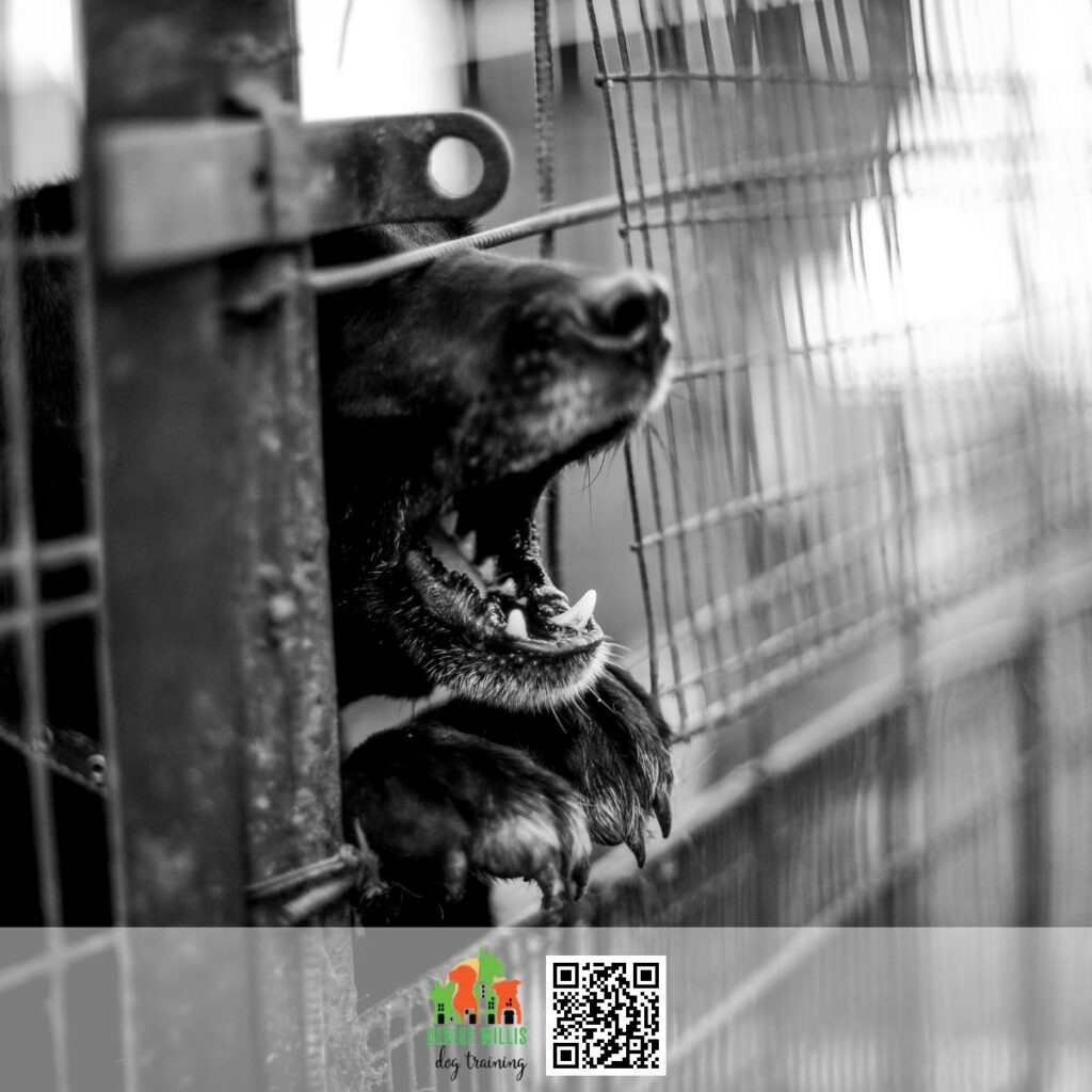 Affordable Dog Aggression Correction Services Near Me in Baltimore