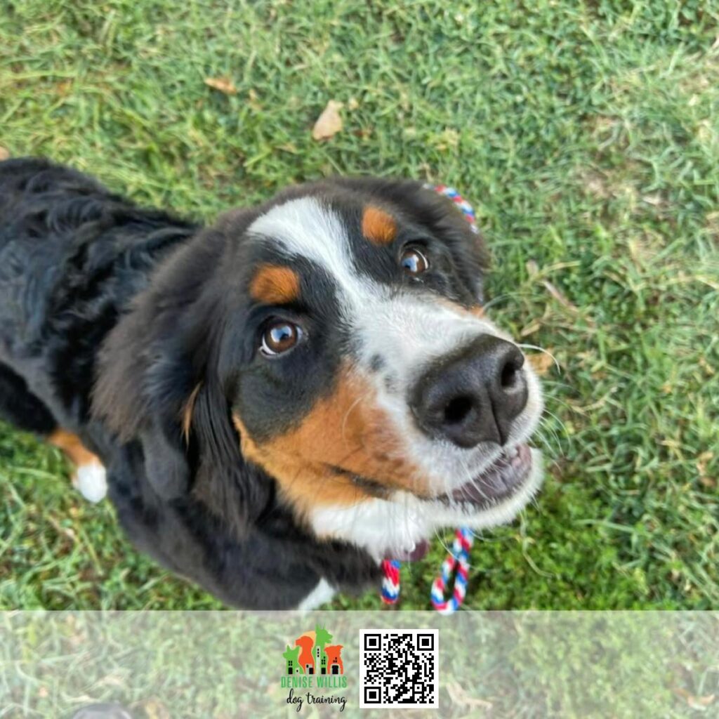 Skilled Service Dog Training Team Near Me