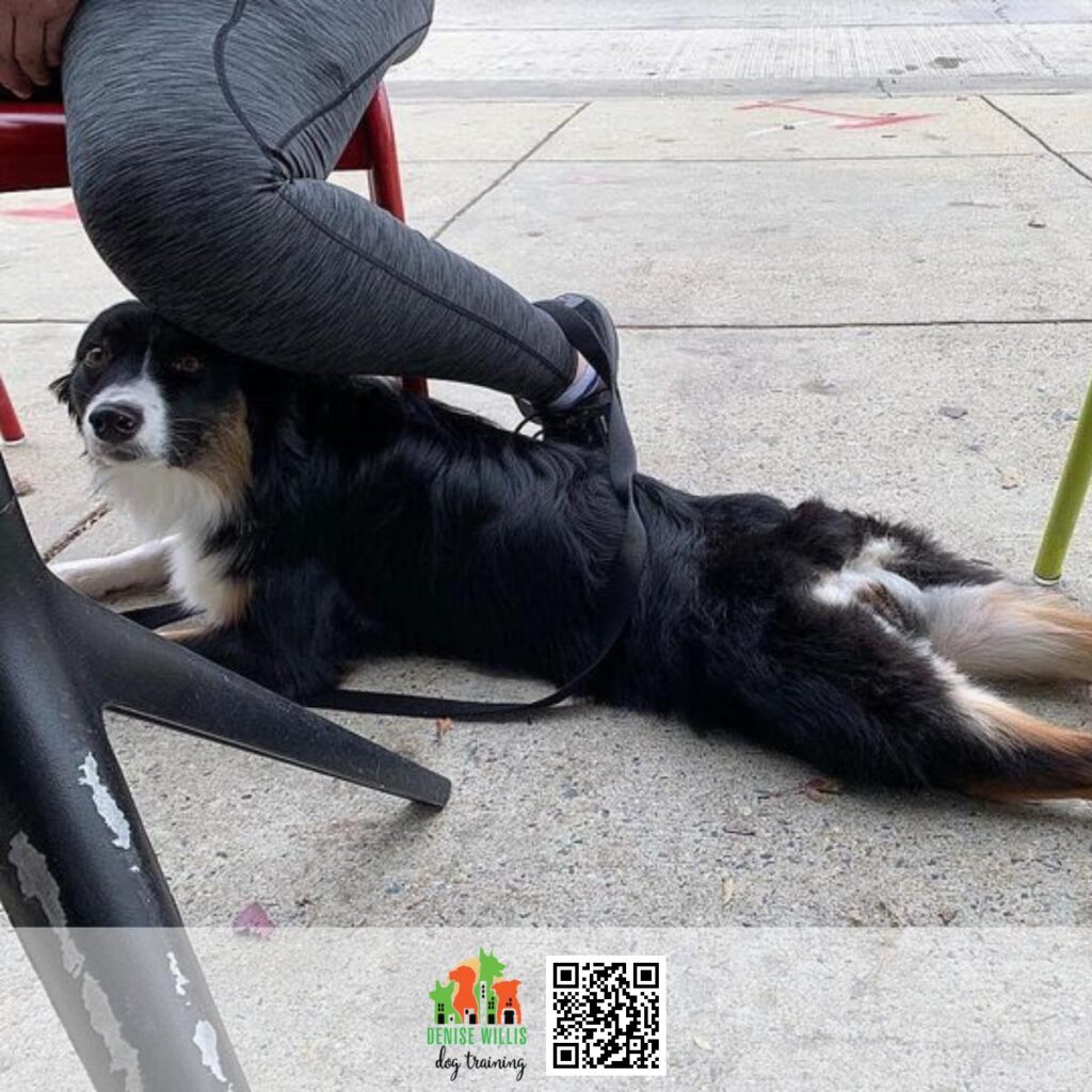 Top Service Dog Trainer Near Me in Baltimore City