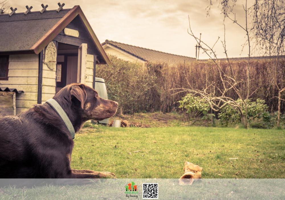 Experienced Dog Trainer for Resource Guarding Issues