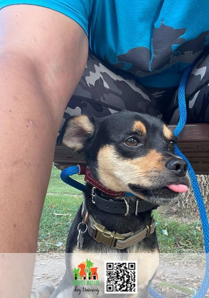 Quality Dog Training from Start to Finish