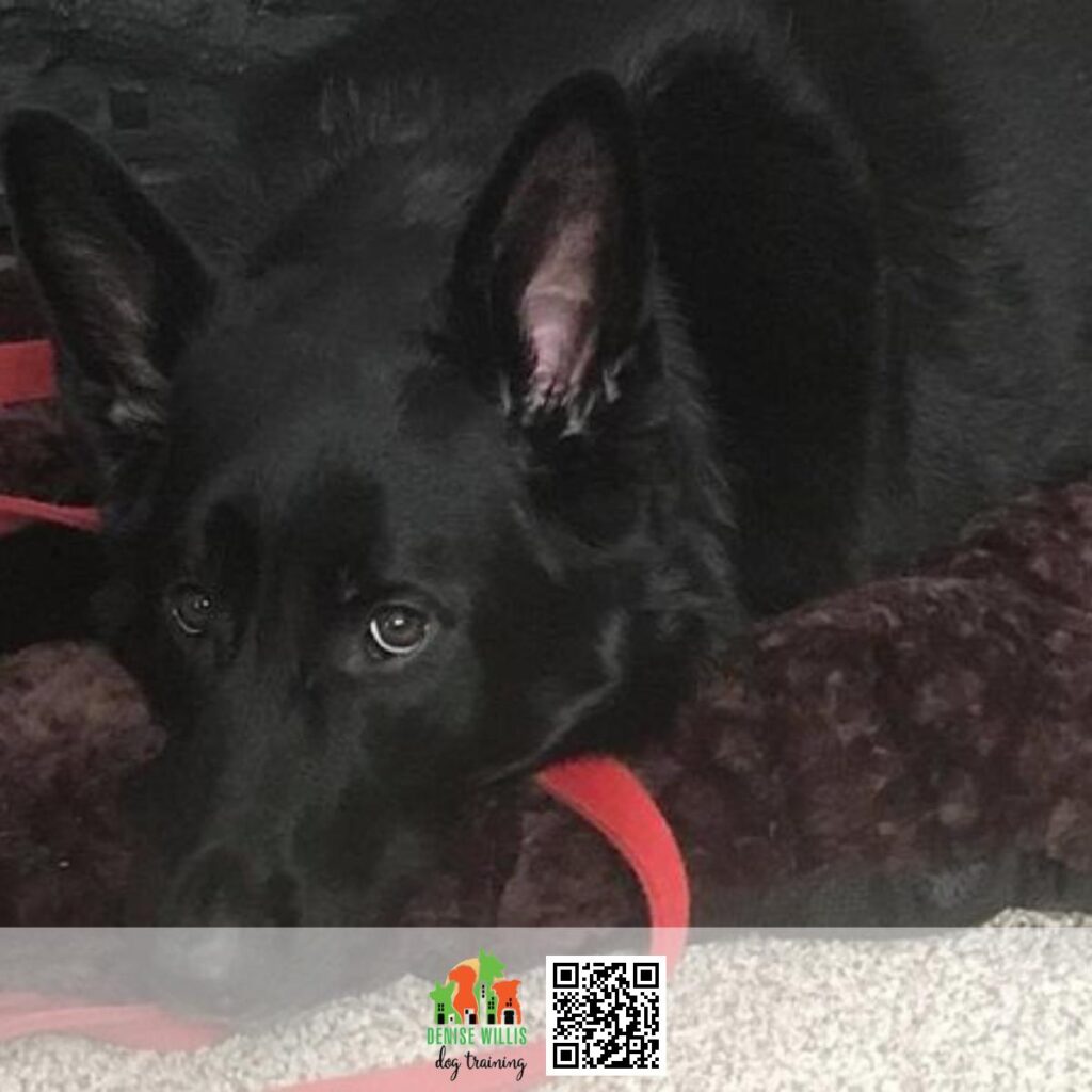 Expert and Affordable Dog Trainer for Anxiety and Nervousness