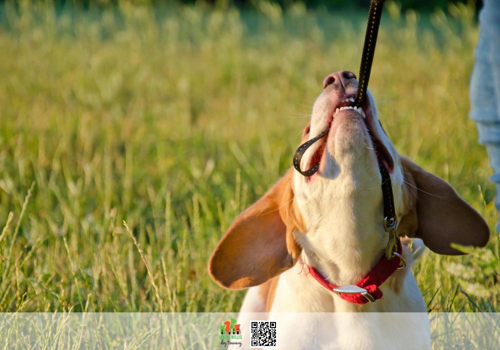 Best Leash Reactivity Training Near Me