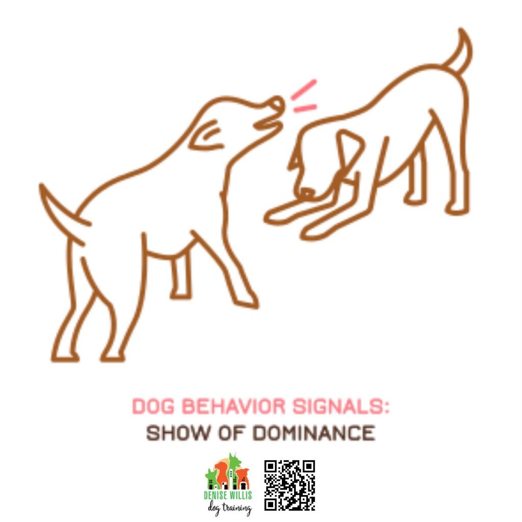 Skilled Dog Trainer for Aggression Cases