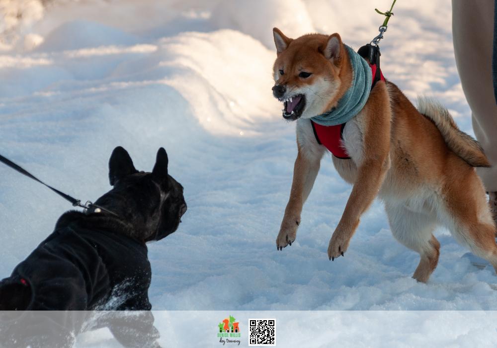 Our training will help keep your dog under control on a leash.