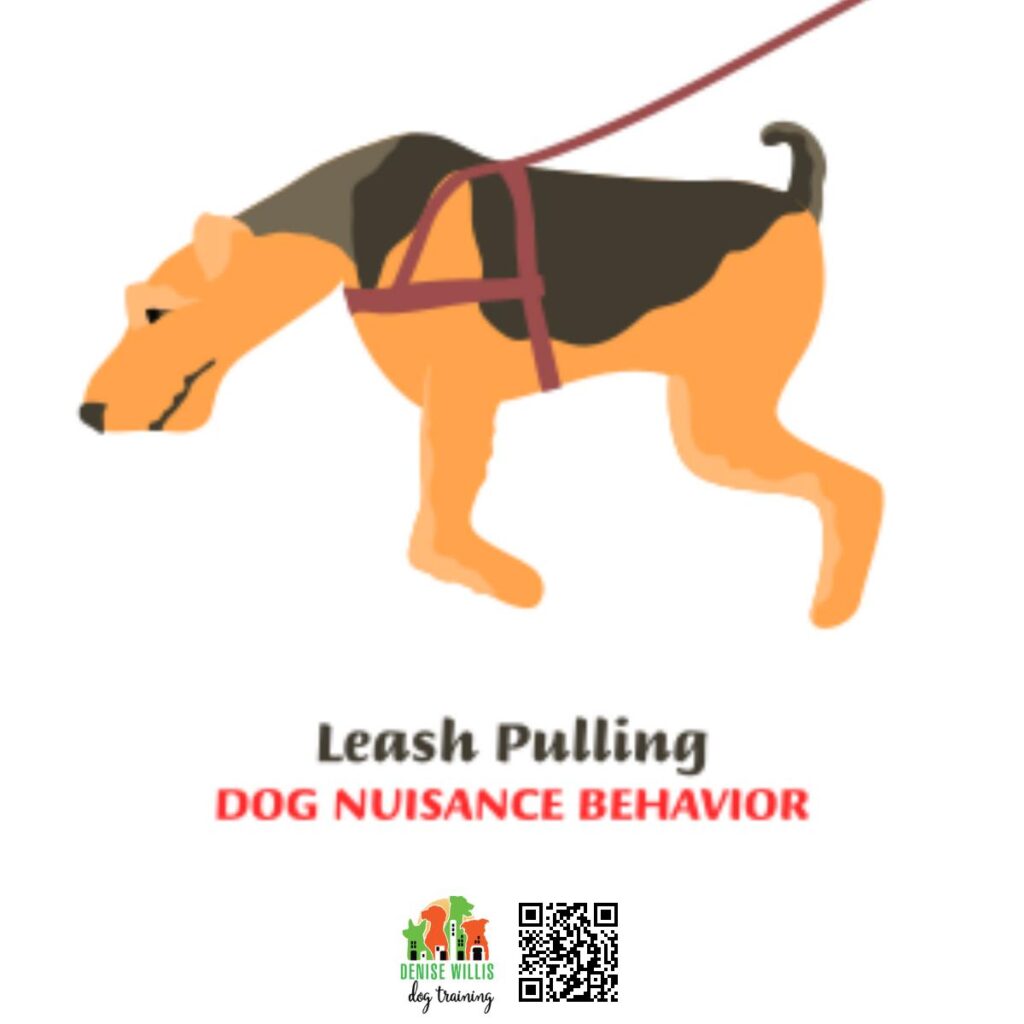 Best Trainer Near Me to Stop Leash Puling by My Dog