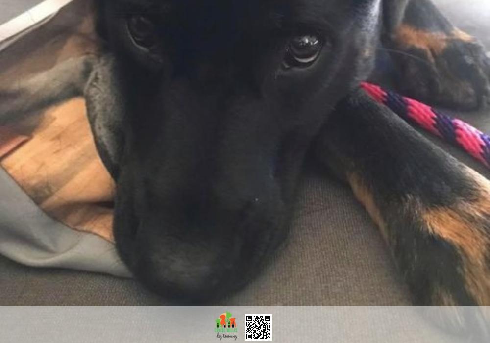 Training Your Dog to Stay off the Sofa