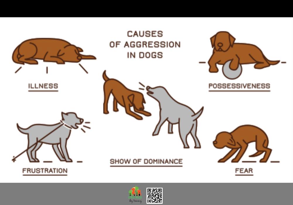 Our expert dog trainers will help root out the underlying causes of your dog's aggression.