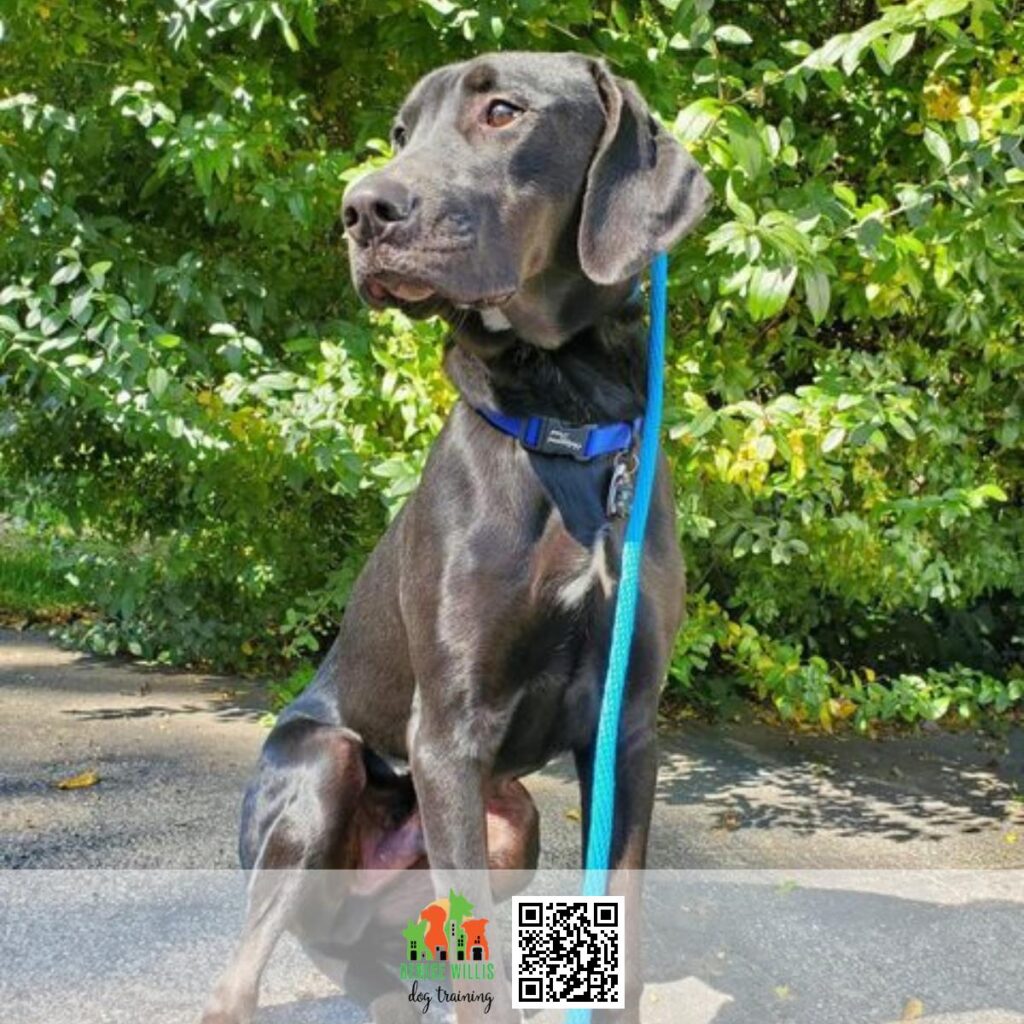 Quality Board and Train Services for Dogs in and Near Baltimore MD