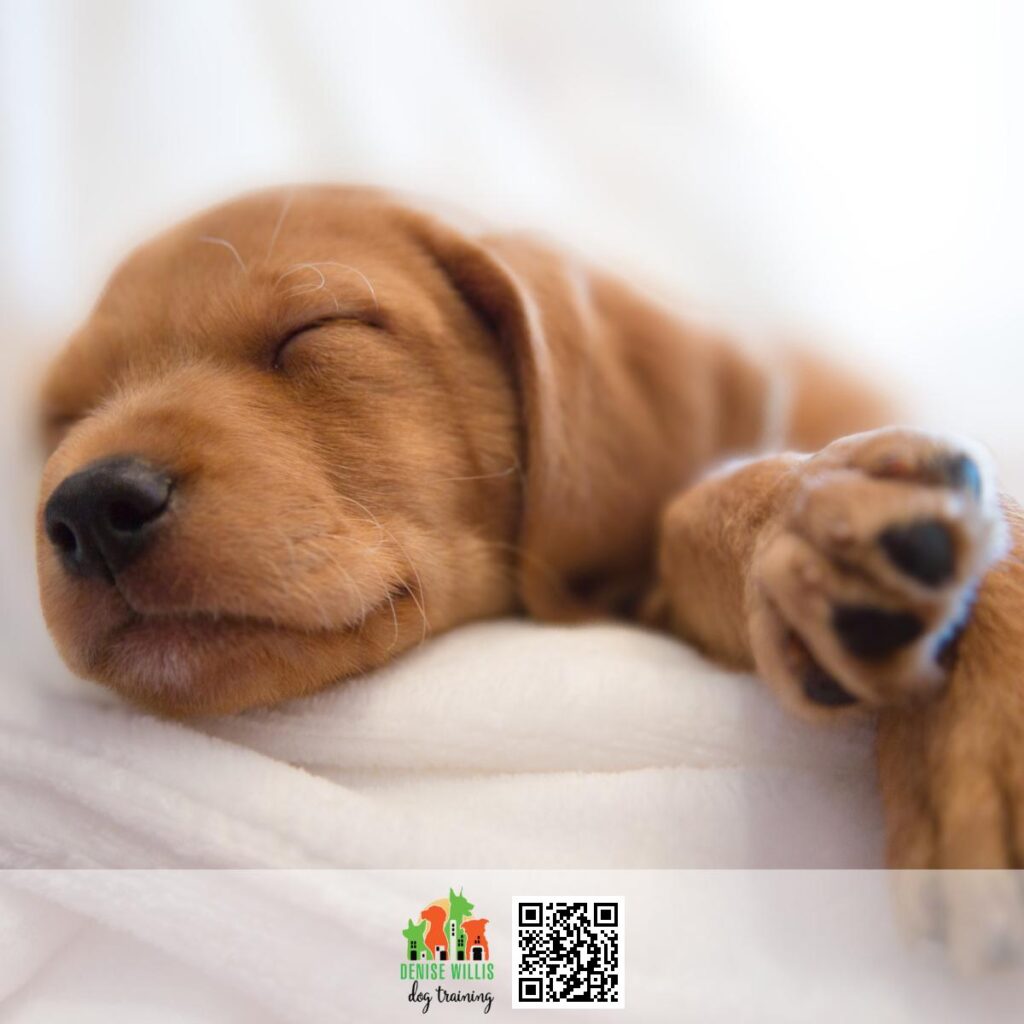 Highly Reviewed Puppy Trainer in Baltimore